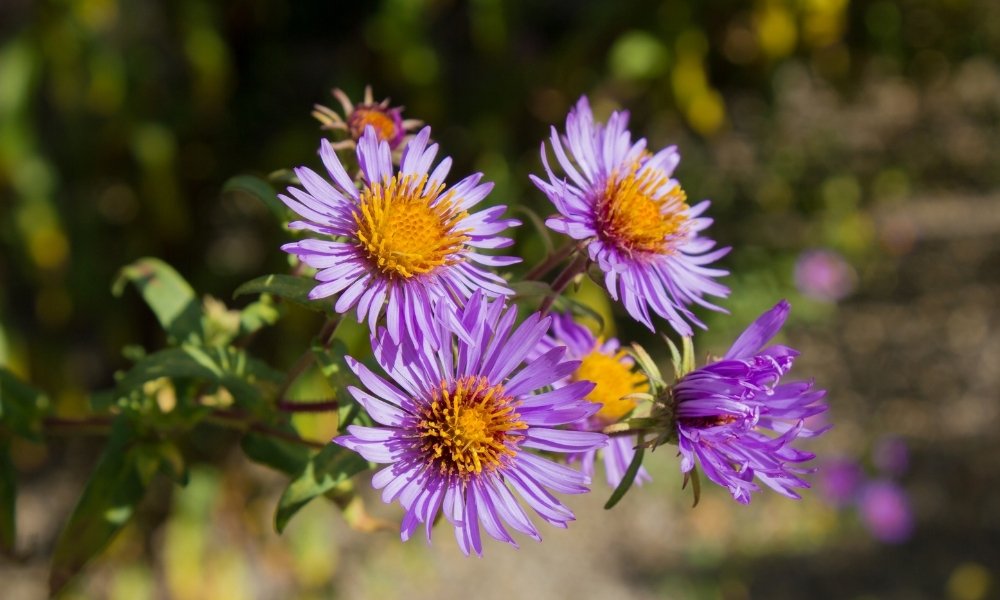 Aster. (Daisy Family. Asteraceae)