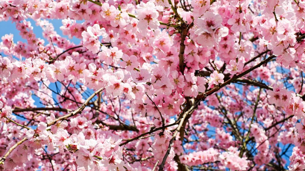 Bunga Sakura (Cherry Blossom)