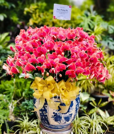 anggrek merah maroon