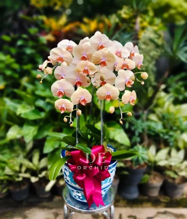 harga anggrek bulan putih