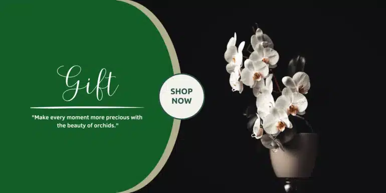 gift orchids