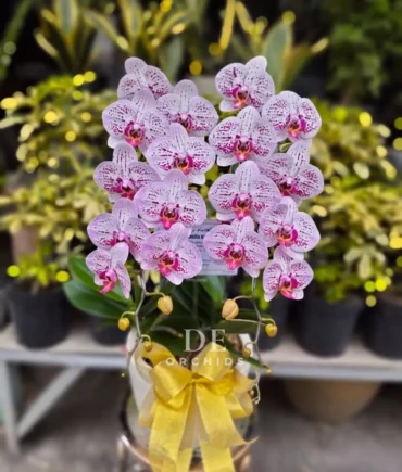 Anggrek bulan Pink Stardust 2 Pohon