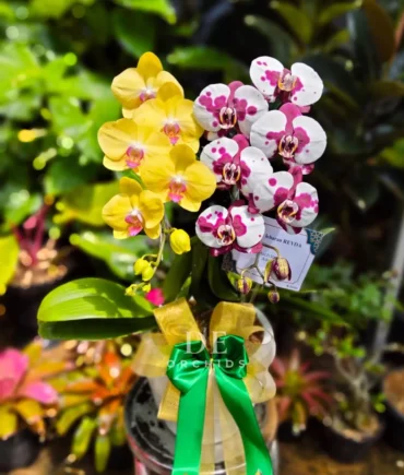 Anggrek bulan isi 2 pohon Warna Dalmation