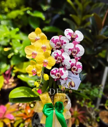 Anggrek bulan isi 2 pohon Warna Dalmation Kuning