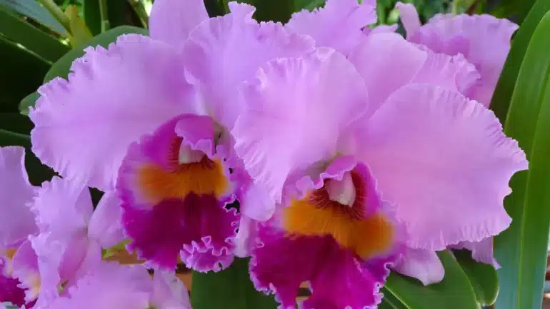 anggrek cattleya pink