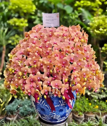 anggrek orange strip jumbo premium