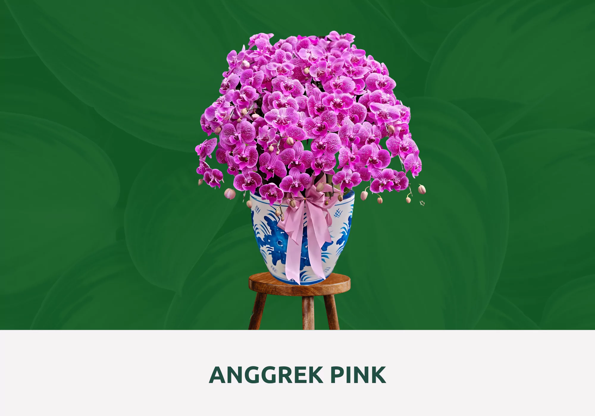 anggrek bulan pink