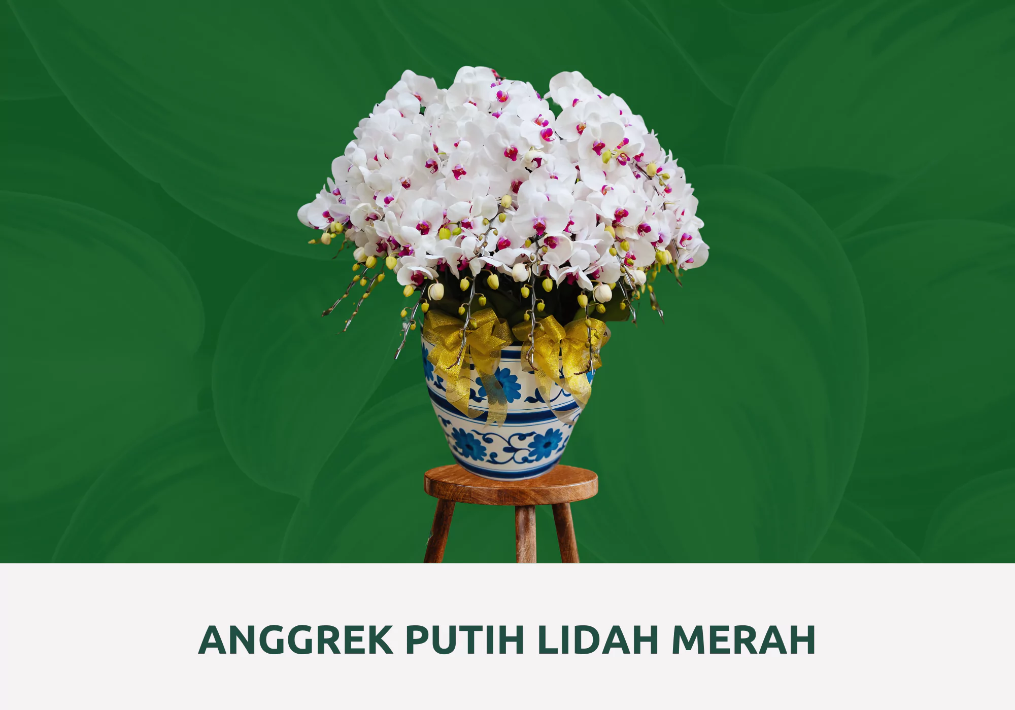 anggrek bulan putih lidah merah