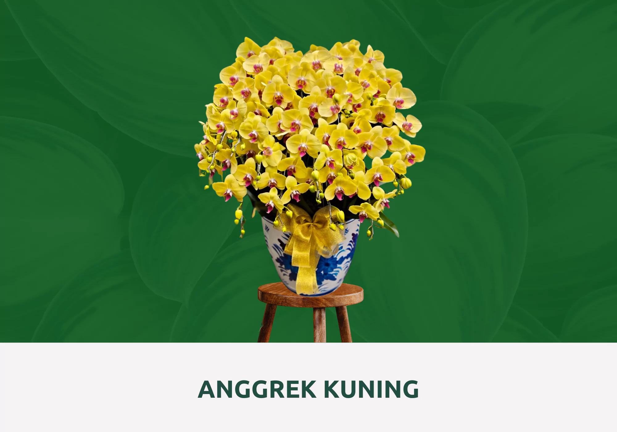 anggrek bulan kuning