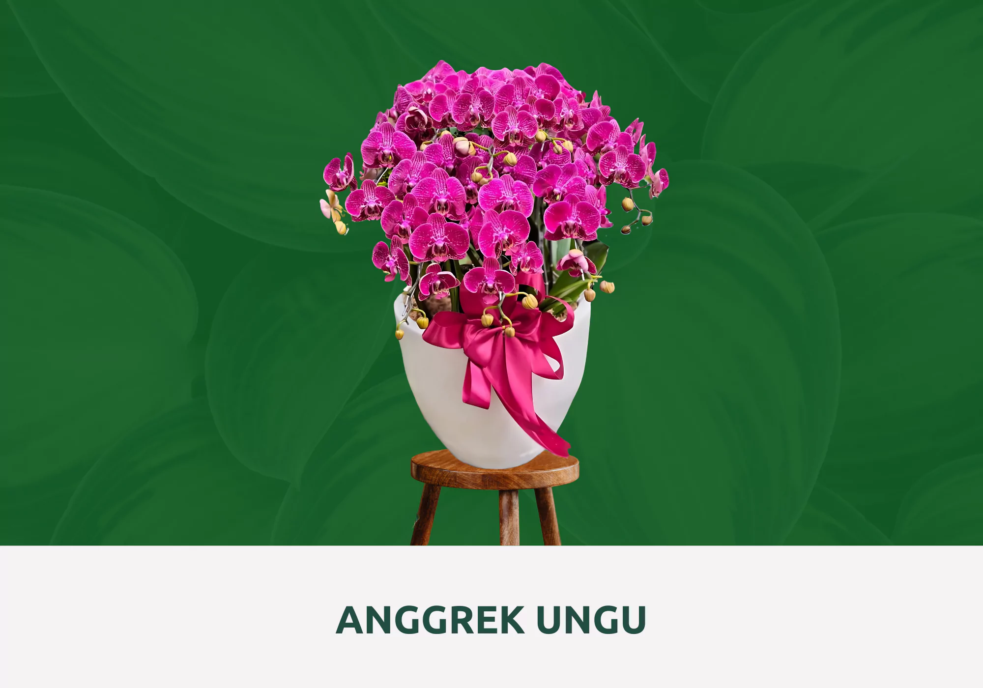 anggrek bulan ungu