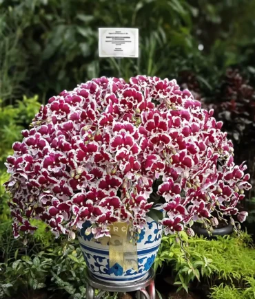 Anggrek Bulan Elegance Crimson Snow 30