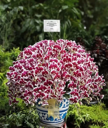 Anggrek Bulan Elegance Crimson Snow 30 Pohon