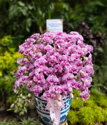 Anggrek Bulan Sweet Pink Glow 15