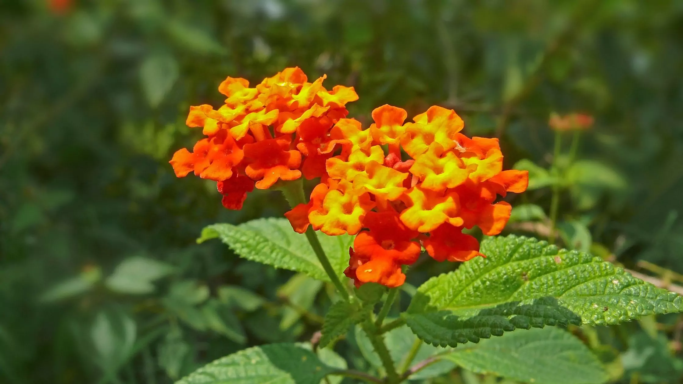 Mengenal Bunga Tahi Ayam