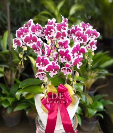 Anggrek bulan Blissful Scarlet Rain 2