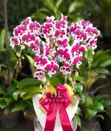 Anggrek bulan Blissful Scarlet Rain 3