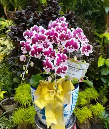 Anggrek bulan Blissful Scarlet Rain 5