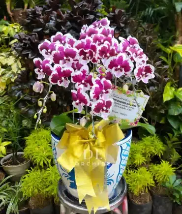 Anggrek bulan Blissful Scarlet Rain 6