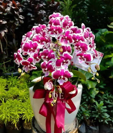 Anggrek bulan Blissful Scarlet Rain 9