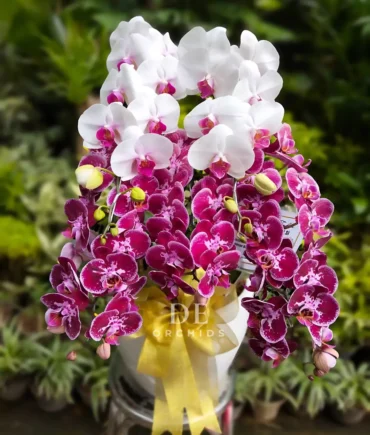 anggrek bulan putih ungu premium