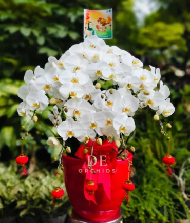 anggrek bulan edisi imlek