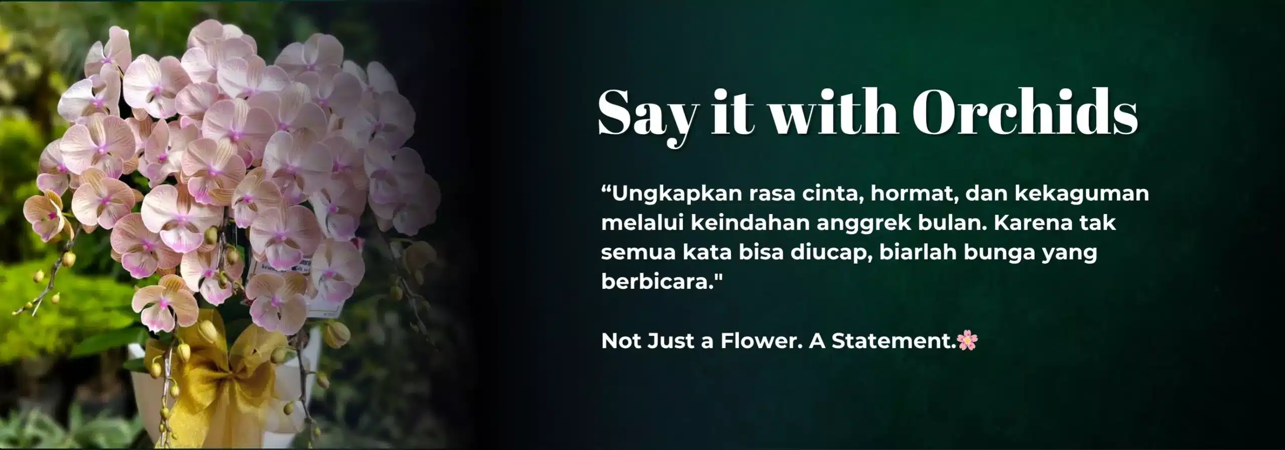 anggrek bulan jakarta