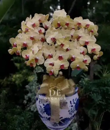 anggrek bulan kuning premium