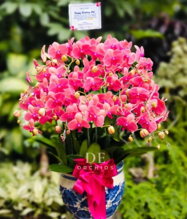 anggrek bulan merah maroon 2