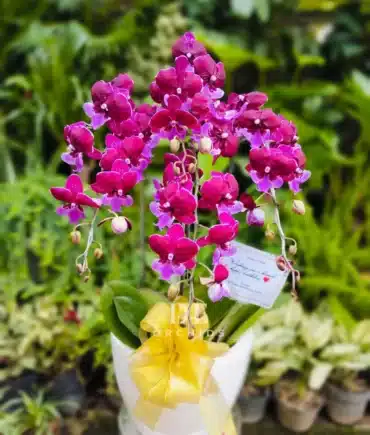 anggrek bulan merah maroon