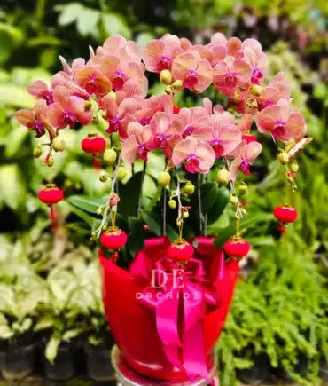 anggrek bulan orange edisi imlek 2