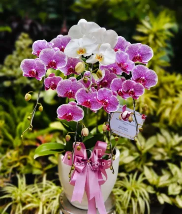 anggrek bulan pink putih