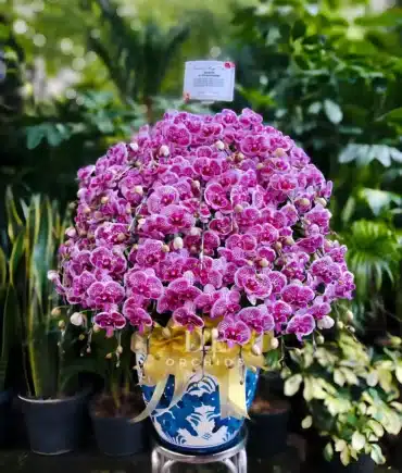 anggrej pink hampers