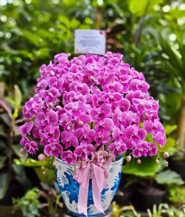 anggrek bulan ungu jumbo