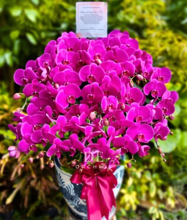 anggrek bulan ungu premium