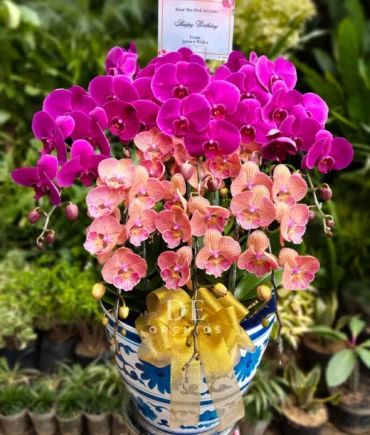 anggrek bulan ungu orange