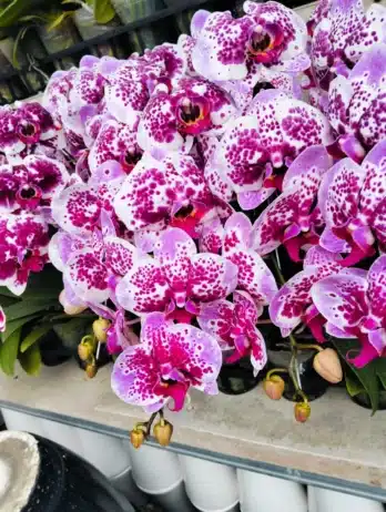 anggrek bulan warna pink