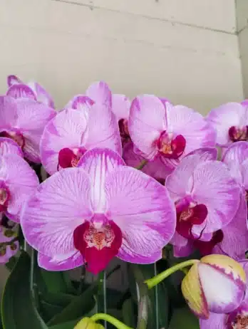 makna anggrek bulan pink