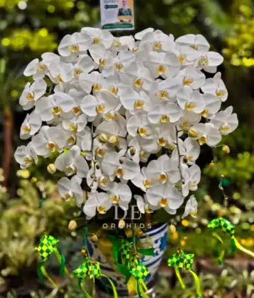 anggrek bulan putih jumbo